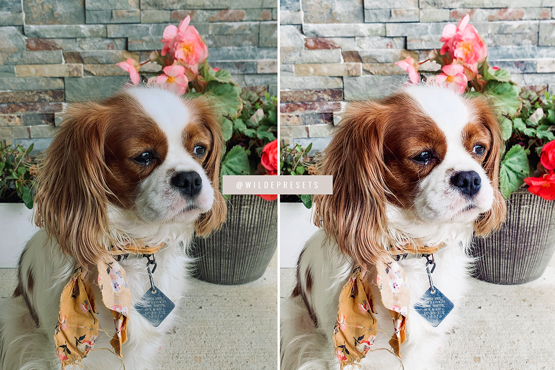 The Bright & Clean Preset Collection