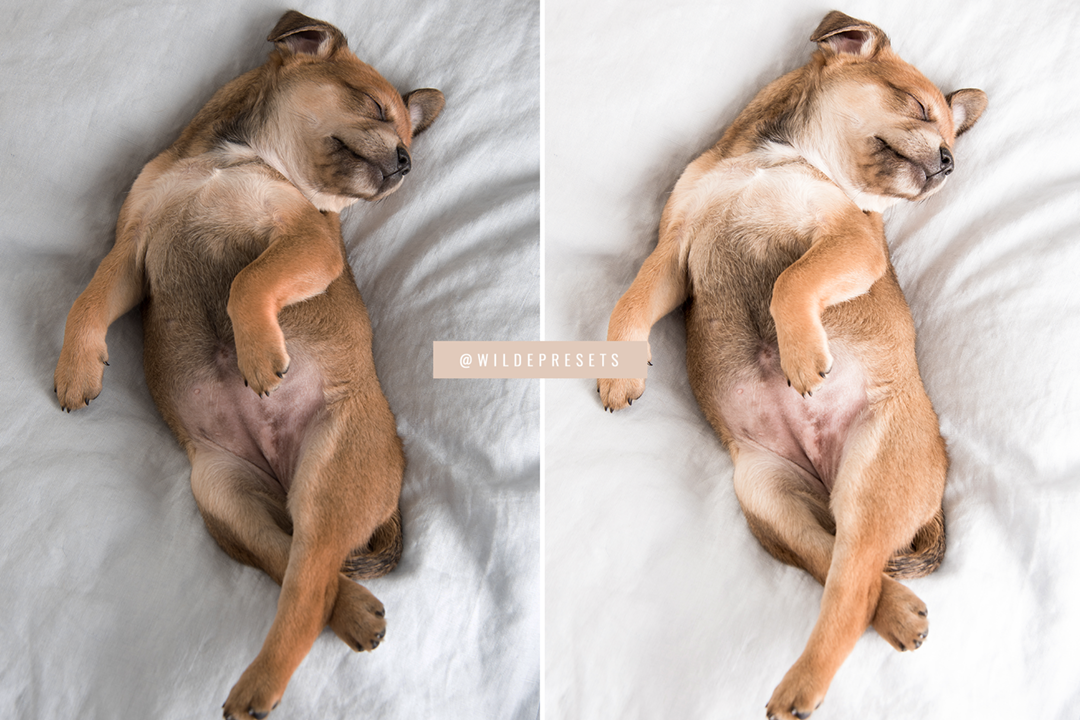 The Dreamy Bright Preset Collection