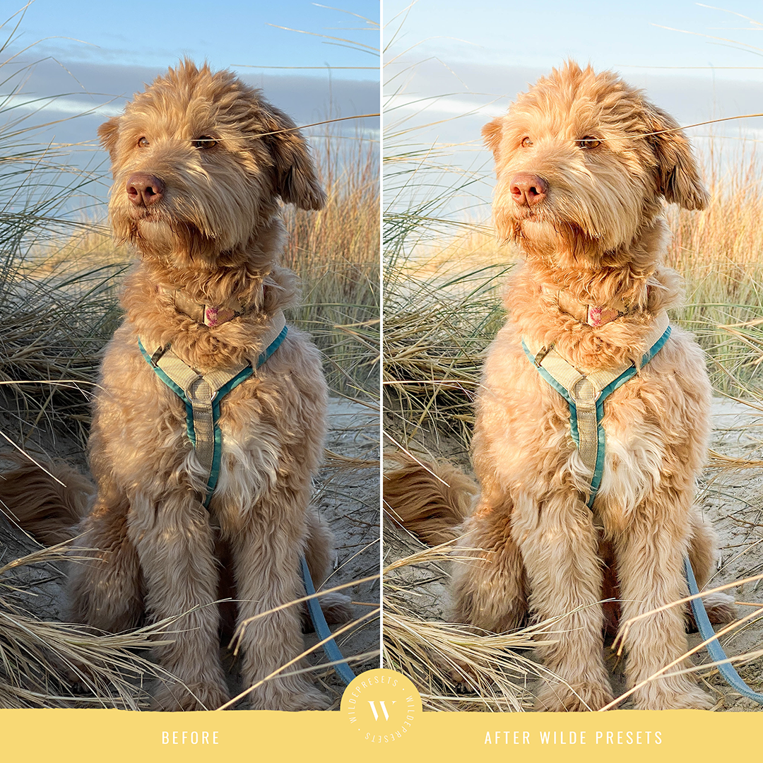 The Lemonade Preset Collection