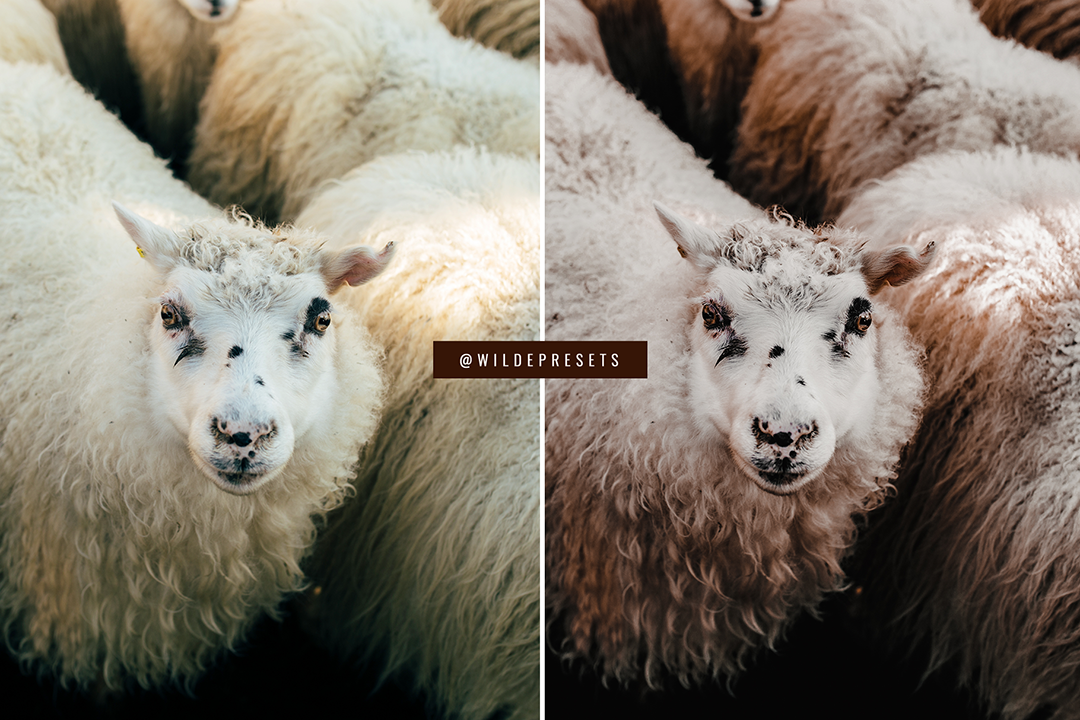 The Cinnamon Roll Preset Collection