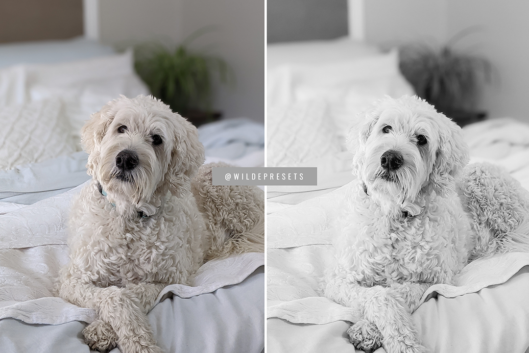 The Classic BW Preset Collection