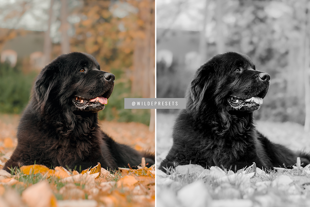 The Classic BW Preset Collection