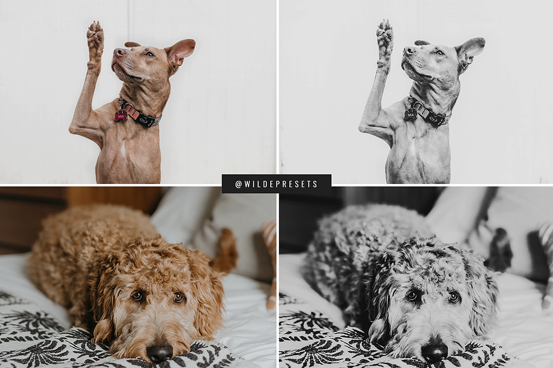 The Dreamy BW Preset Collection