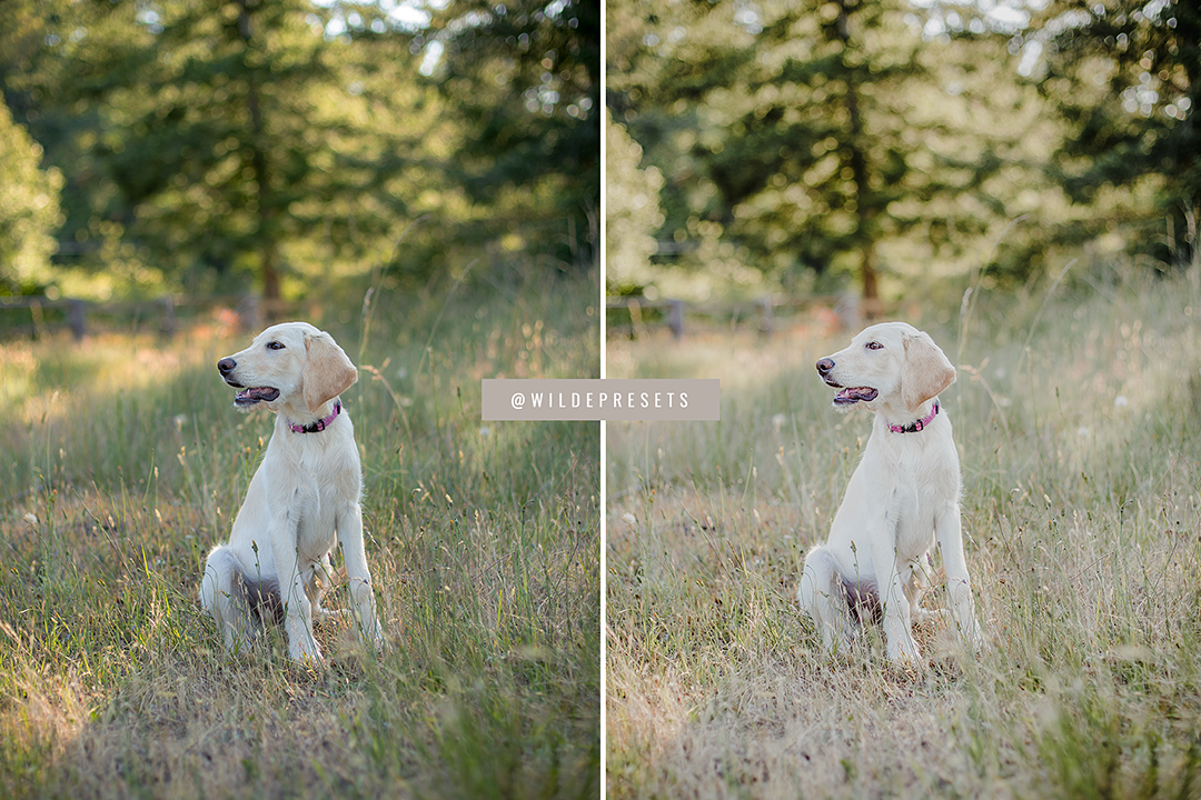 The Lifestyle Pet Preset Collection