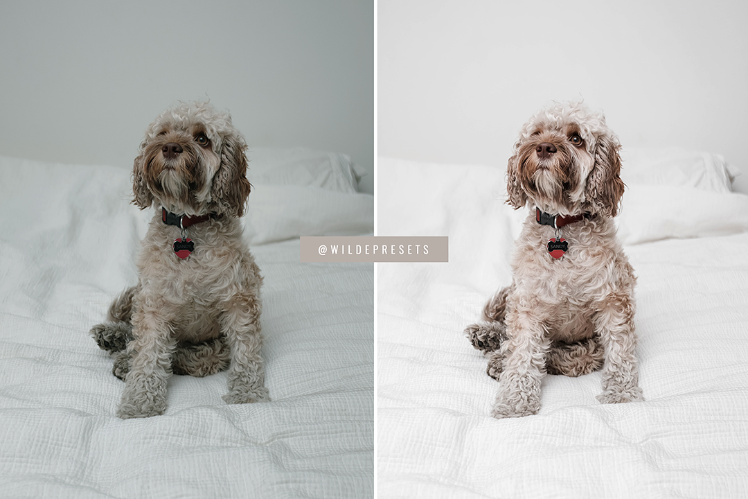 The Lifestyle Pet Preset Collection