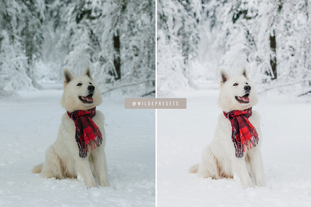 The Lifestyle Pet Preset Collection