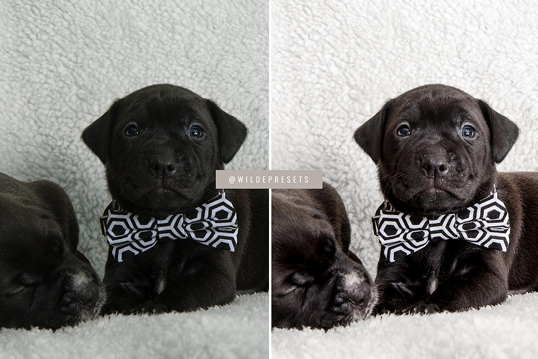 The Lifestyle Pet Preset Collection