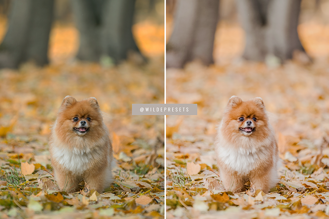 The Lifestyle Pet Preset Collection