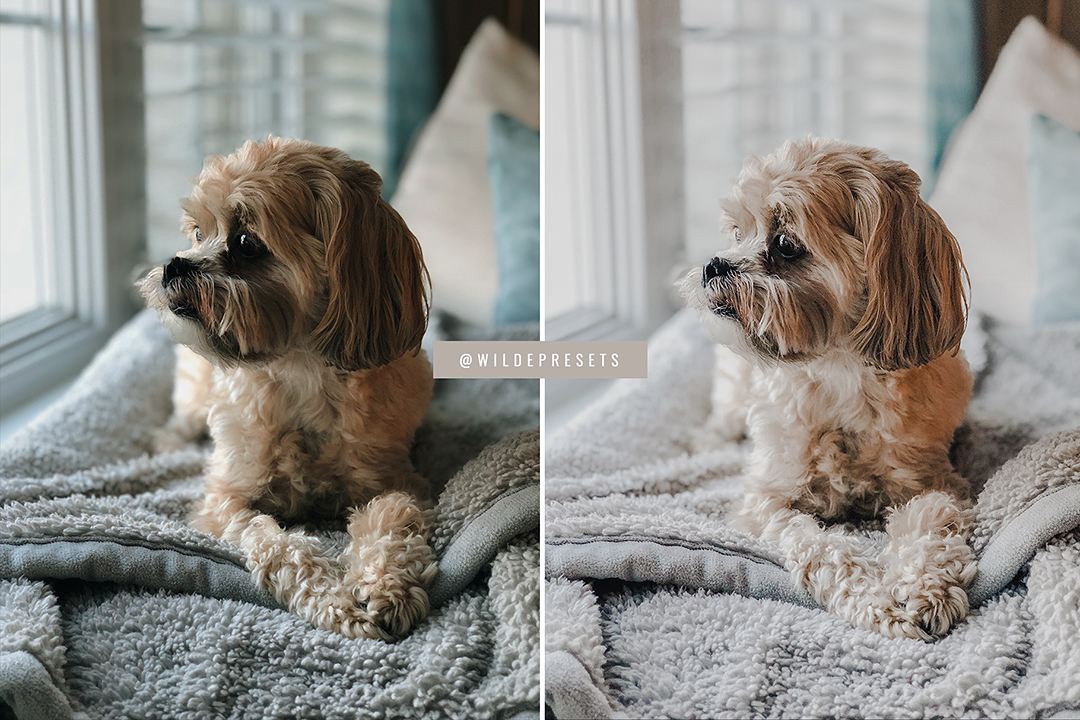 The Lifestyle Pet Preset Collection