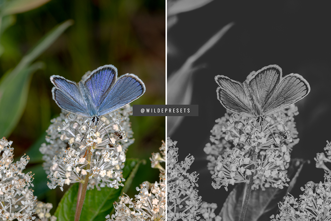 The Matte BW Preset Collection