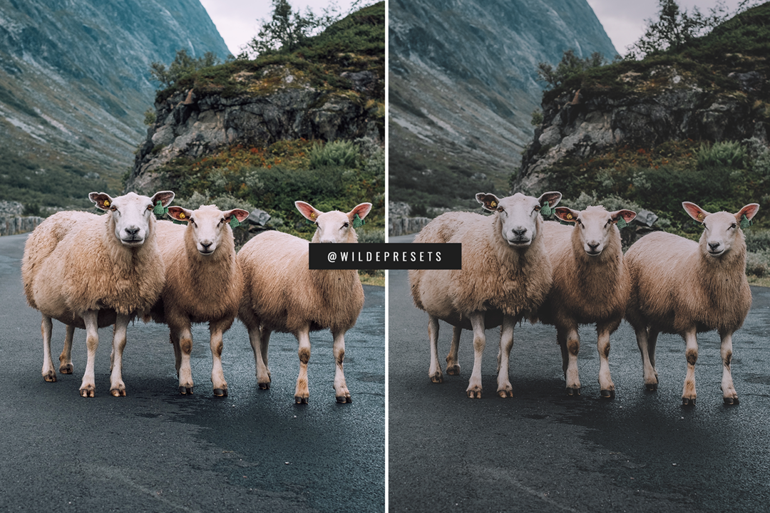 The Matte Dream Preset Collection