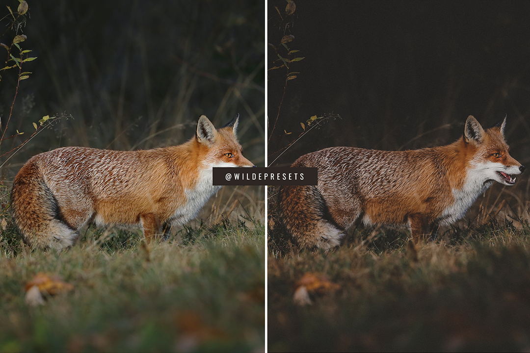 The Matte Film Preset Collection