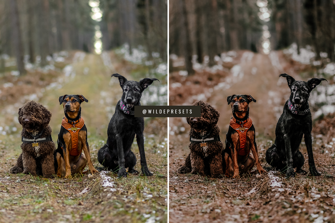 The Moody Woodlands Preset Collection