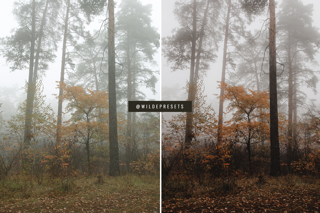 The Moody Woodlands Preset Collection