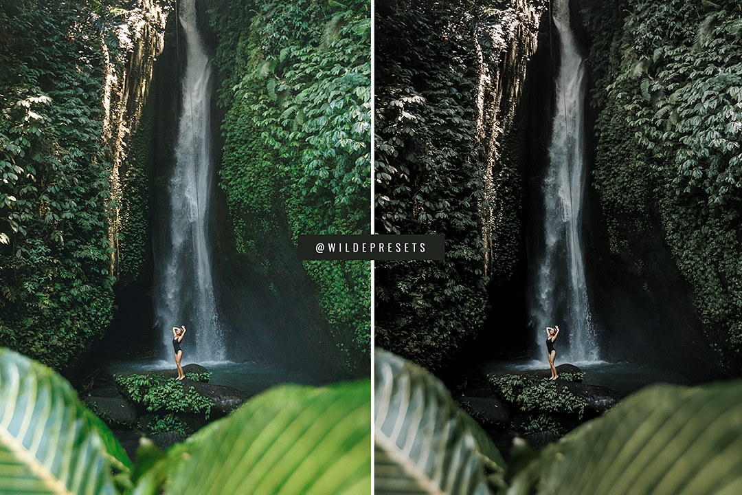The Rainforest Preset Collection