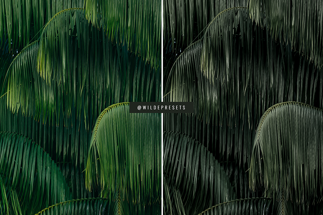 The Rainforest Preset Collection