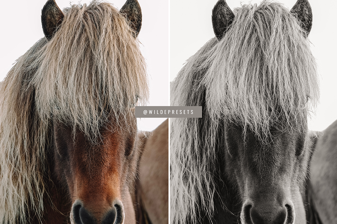 The Warm BW Preset Collection